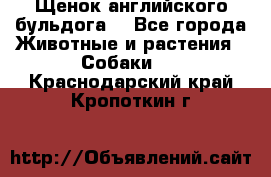 Щенок английского бульдога  - Все города Животные и растения » Собаки   . Краснодарский край,Кропоткин г.